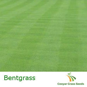 Bentgrass - Pure