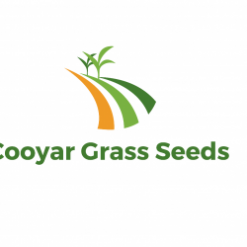 Bentgrass - Pure - Cooyar Grass Seeds