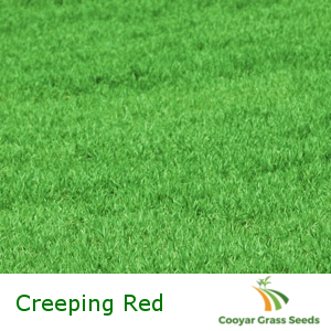 Creeping Red Fescue - Pure - Grass Seeds