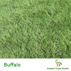 Buffalo Grass Seed
